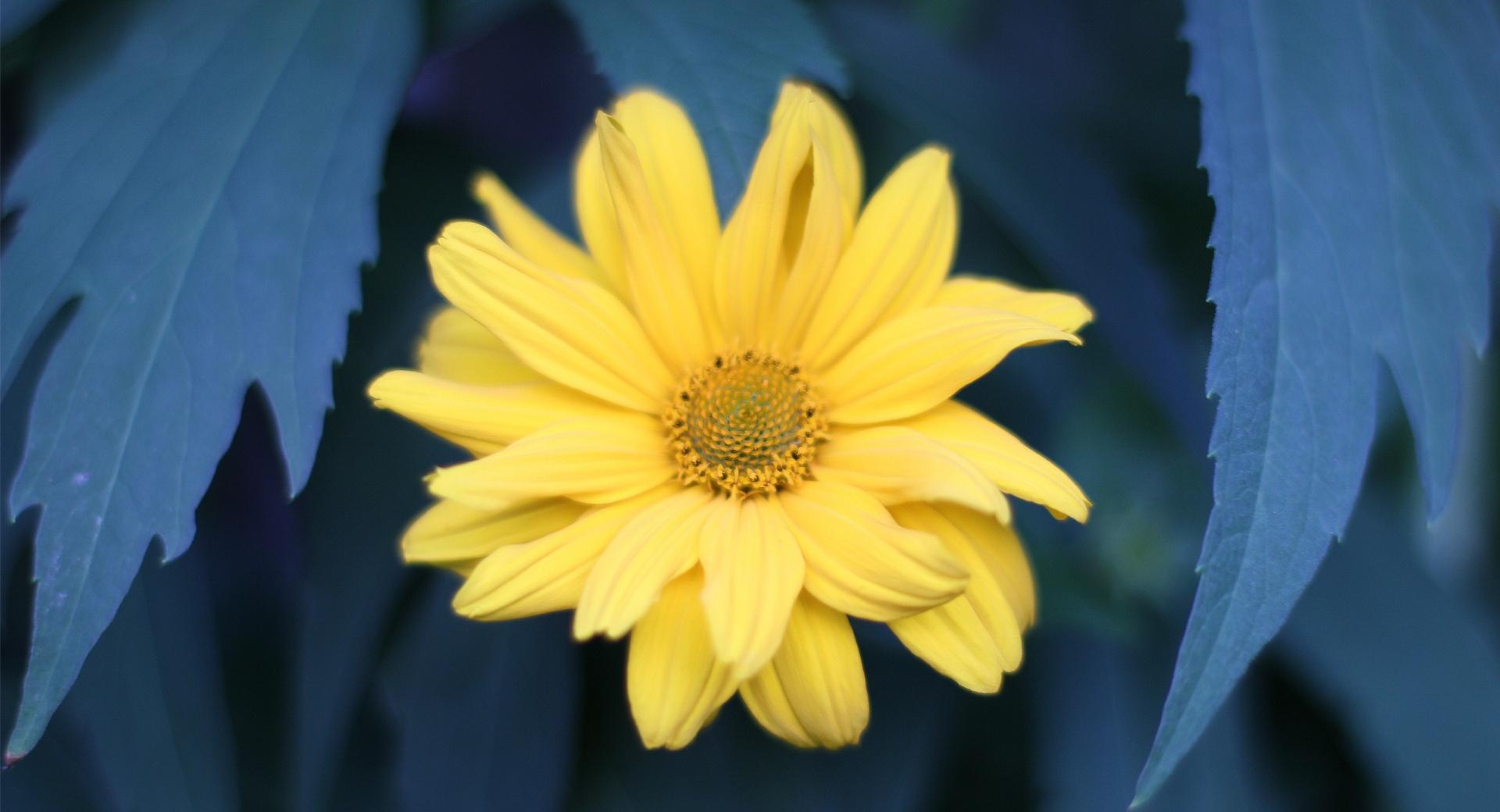 Yellow Flower With Blue Leaves at 320 x 480 iPhone size wallpapers HD quality