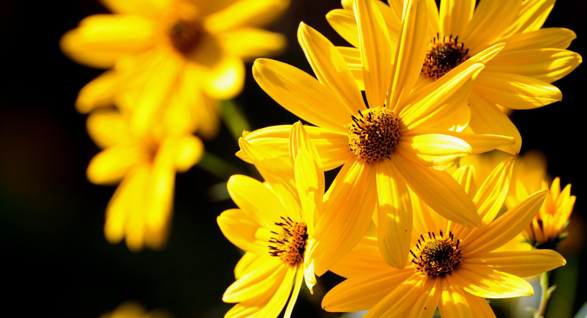 Yellow Flowers Close Up at 640 x 1136 iPhone 5 size wallpapers HD quality