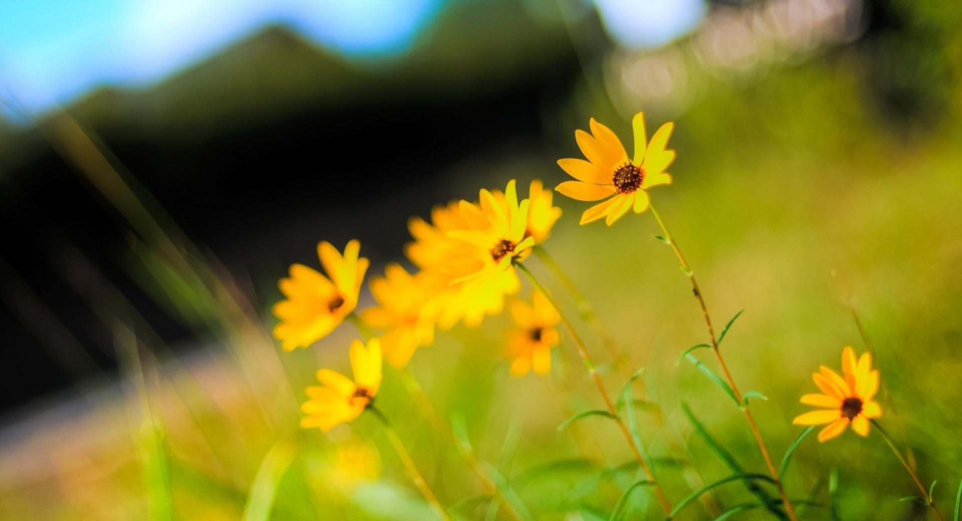 Yellow Flowers Photo at 1600 x 1200 size wallpapers HD quality