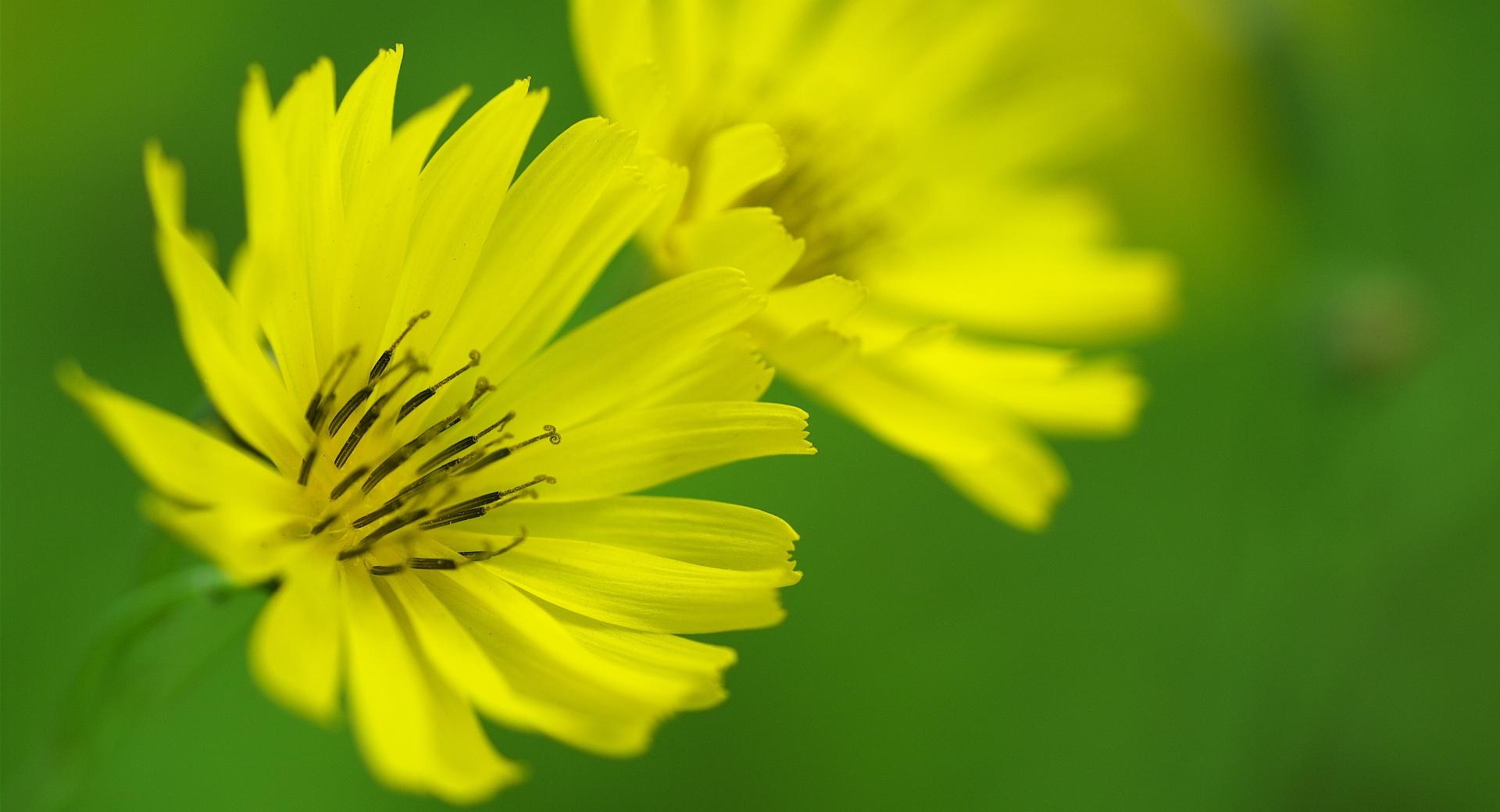 Yellow Ixeris Debilis Flowers Macro at 640 x 960 iPhone 4 size wallpapers HD quality