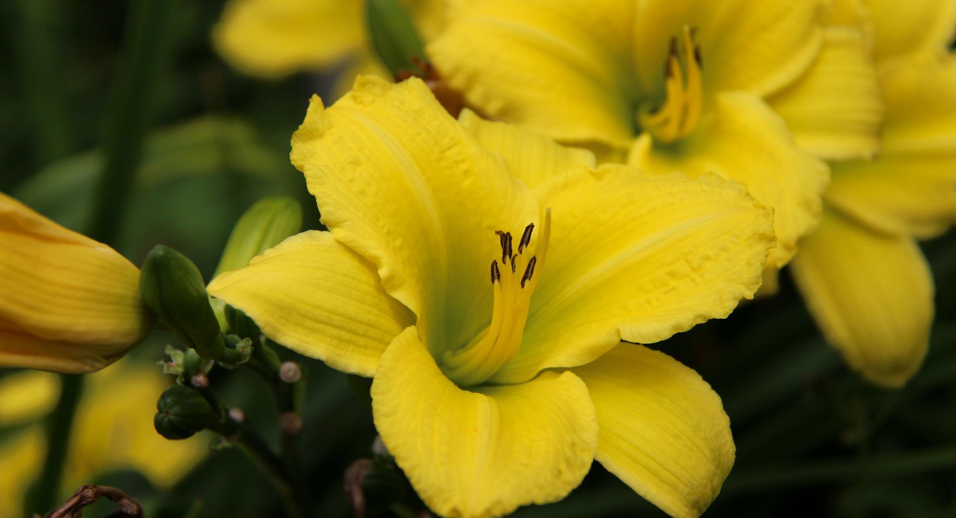 Yellow Lily Flower at 1600 x 1200 size wallpapers HD quality
