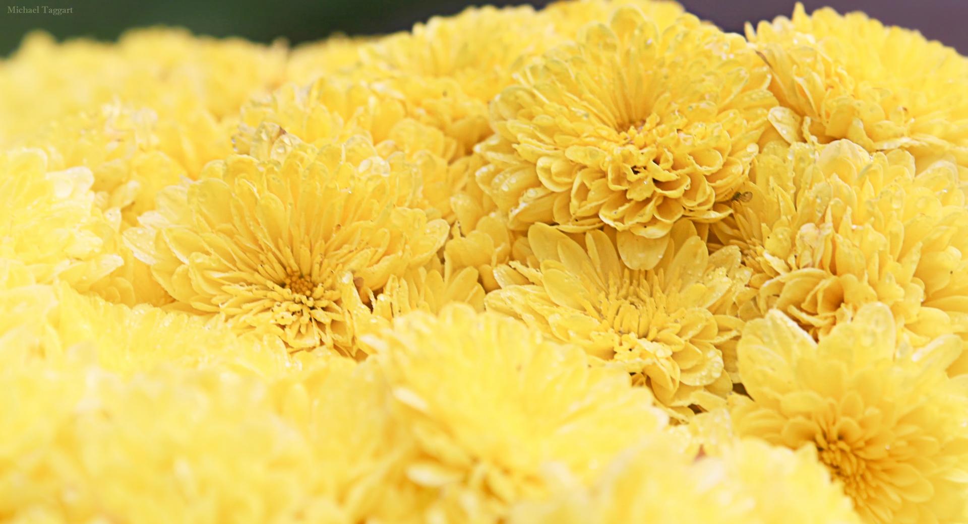 Yellow Mums at 750 x 1334 iPhone 6 size wallpapers HD quality