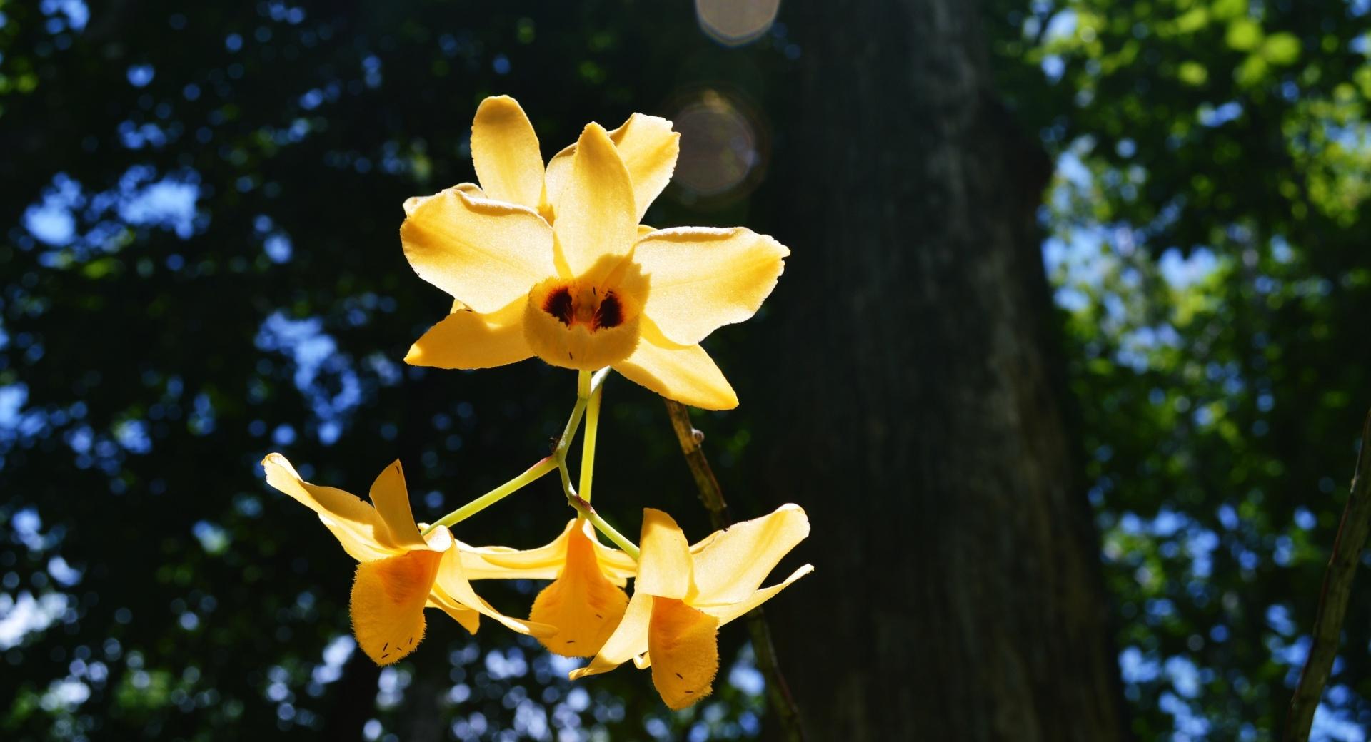 Yellow Orchid wallpapers HD quality