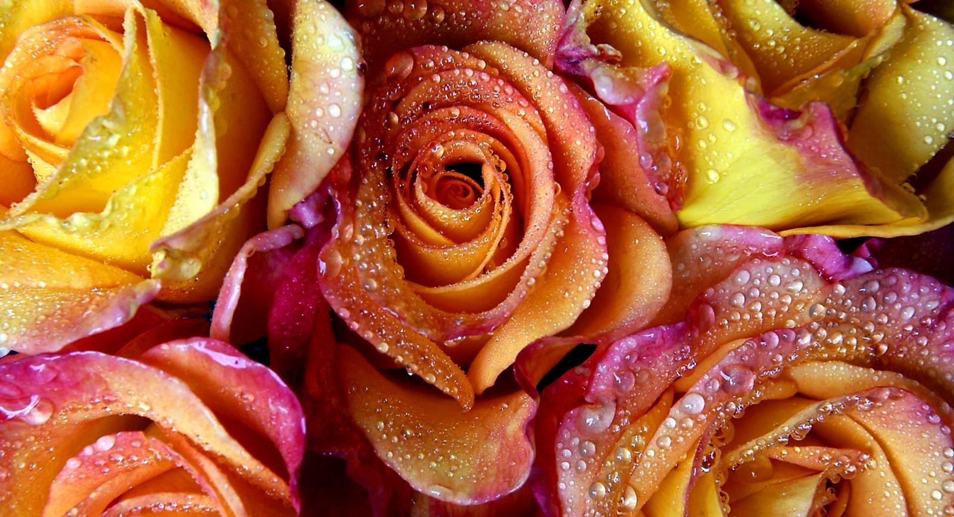 Yellow Pink Roses at 1024 x 1024 iPad size wallpapers HD quality