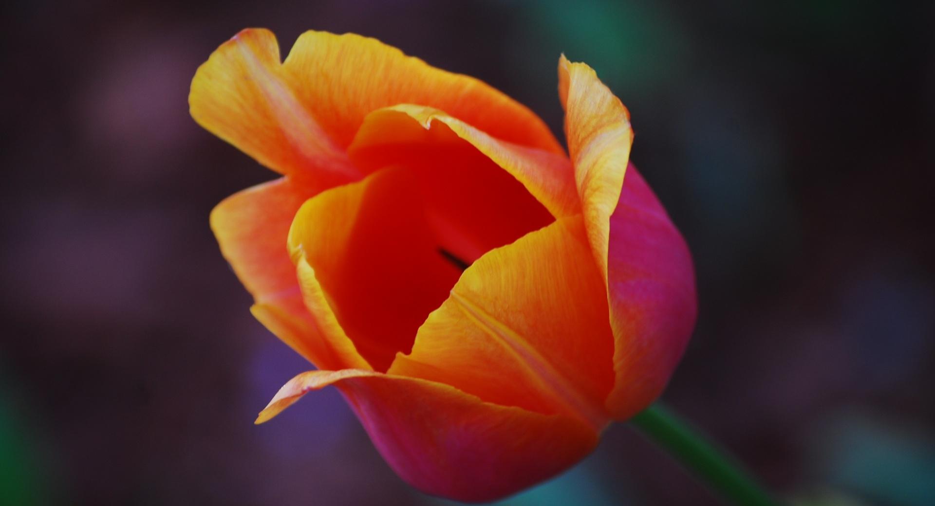 Yellow Red Tulip Flower at 750 x 1334 iPhone 6 size wallpapers HD quality