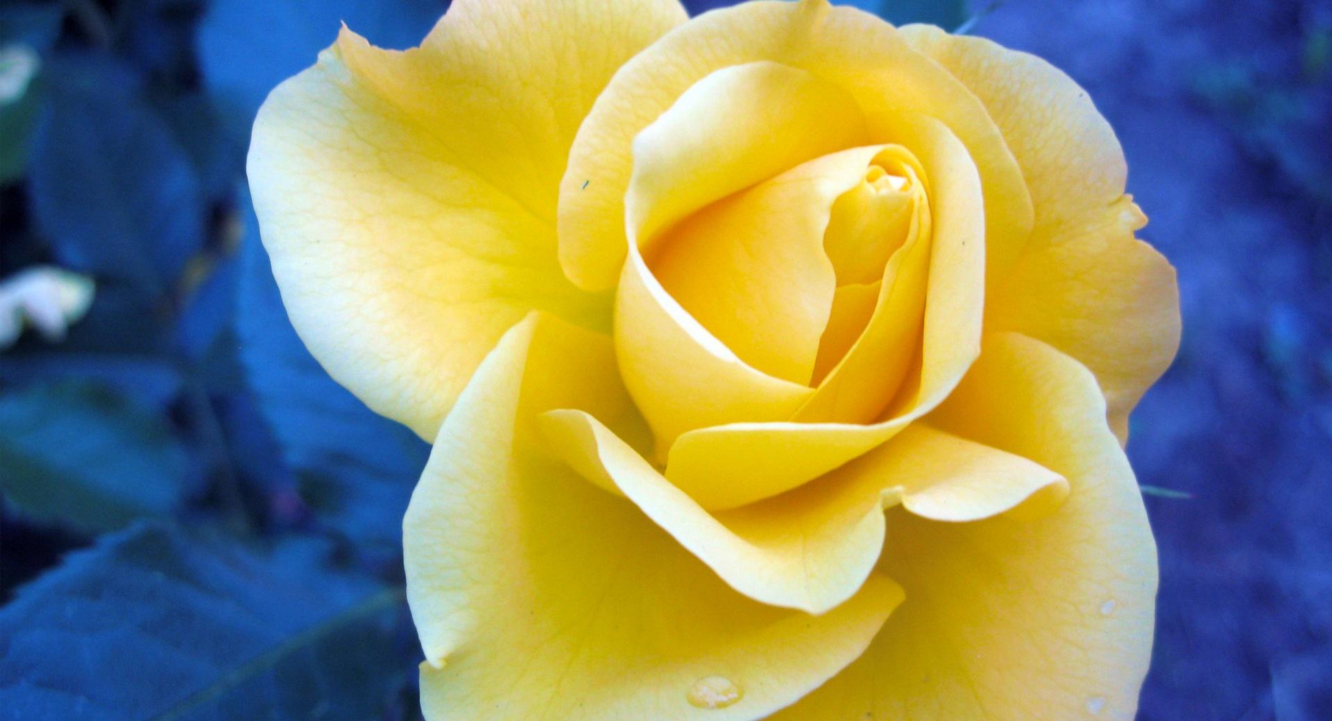 Yellow Rose Against A Blue Background at 1024 x 1024 iPad size wallpapers HD quality