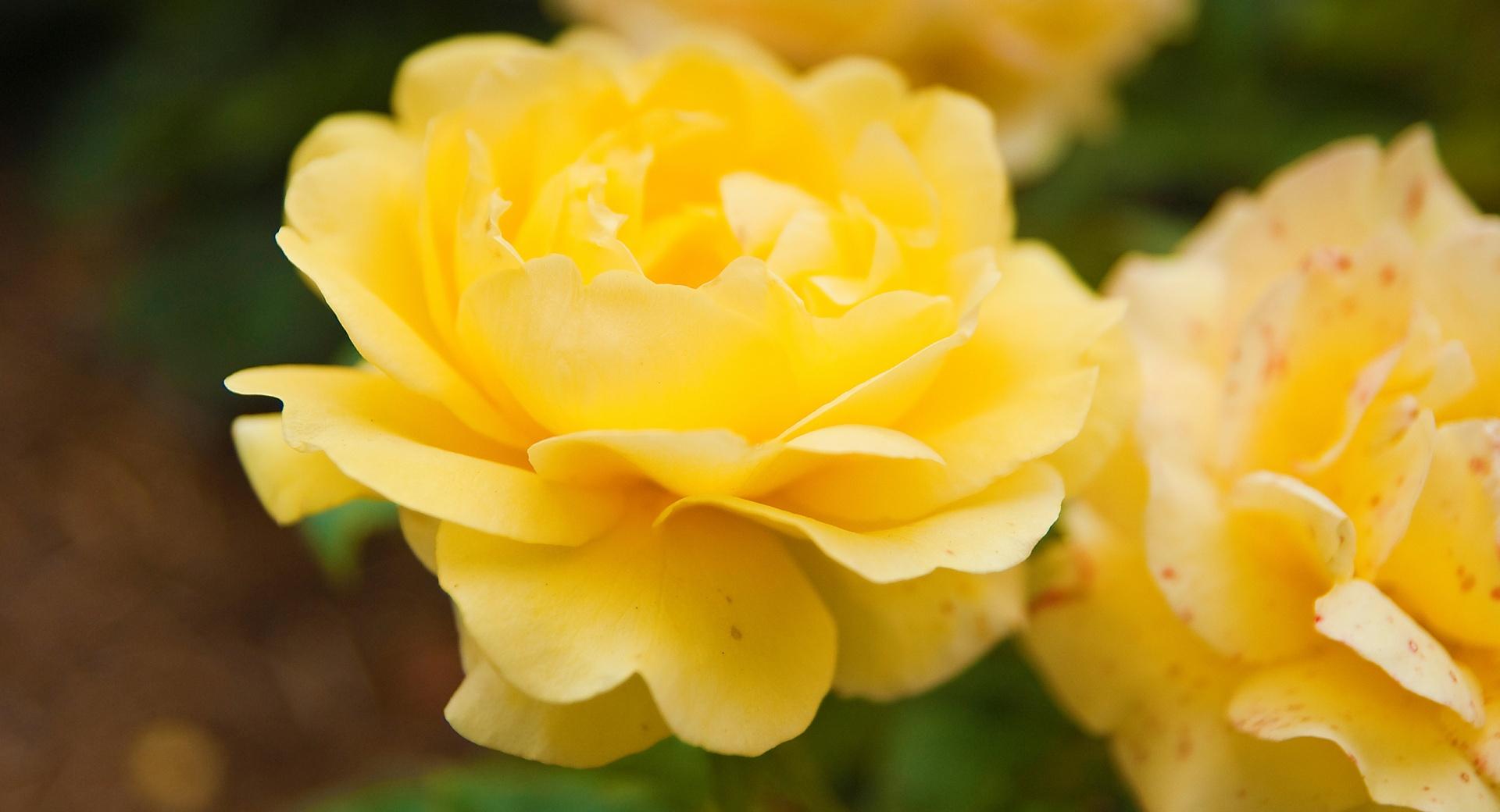Yellow Rose Close Up at 750 x 1334 iPhone 6 size wallpapers HD quality
