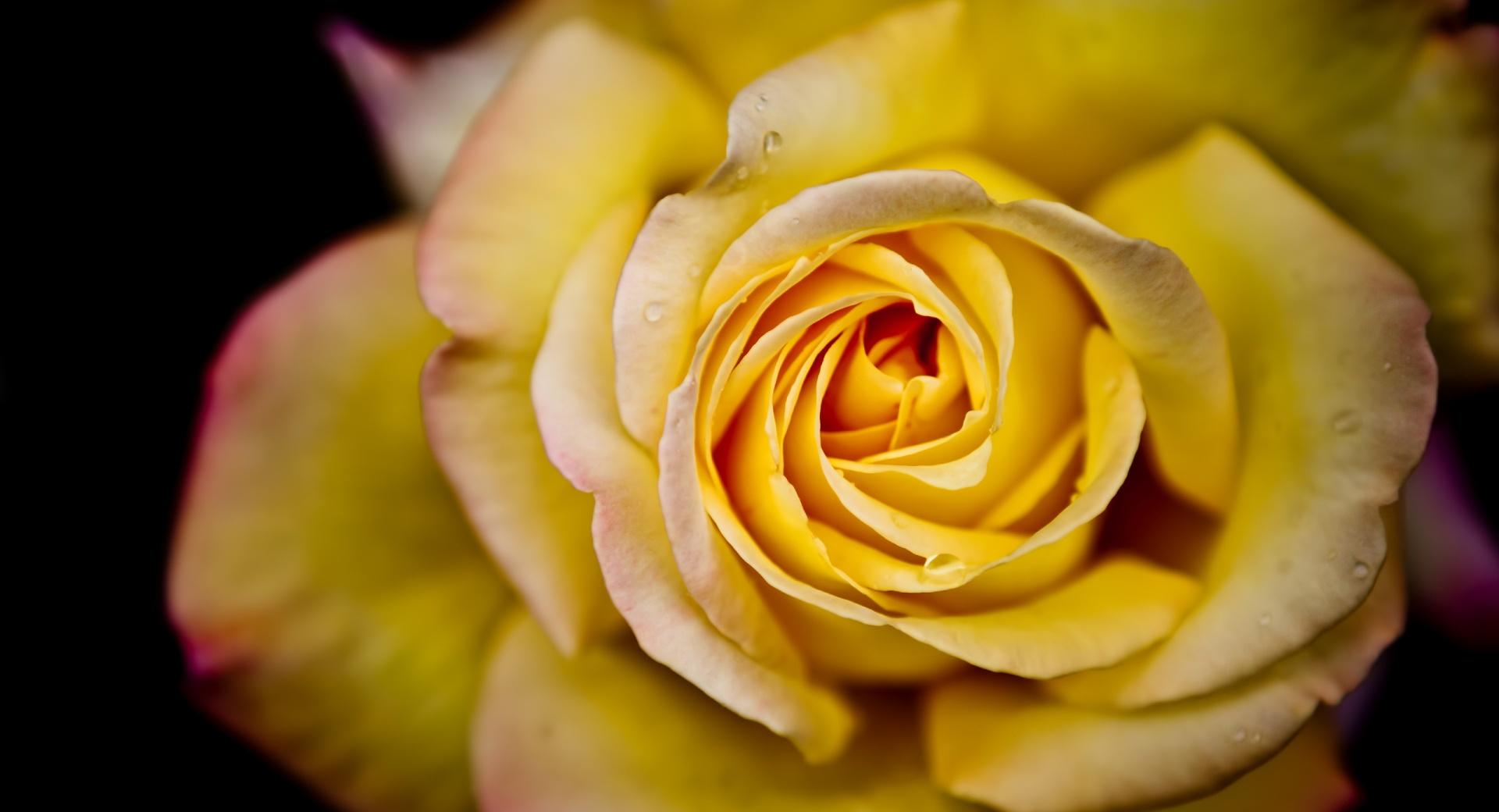 Yellow Rose Macro at 1600 x 1200 size wallpapers HD quality