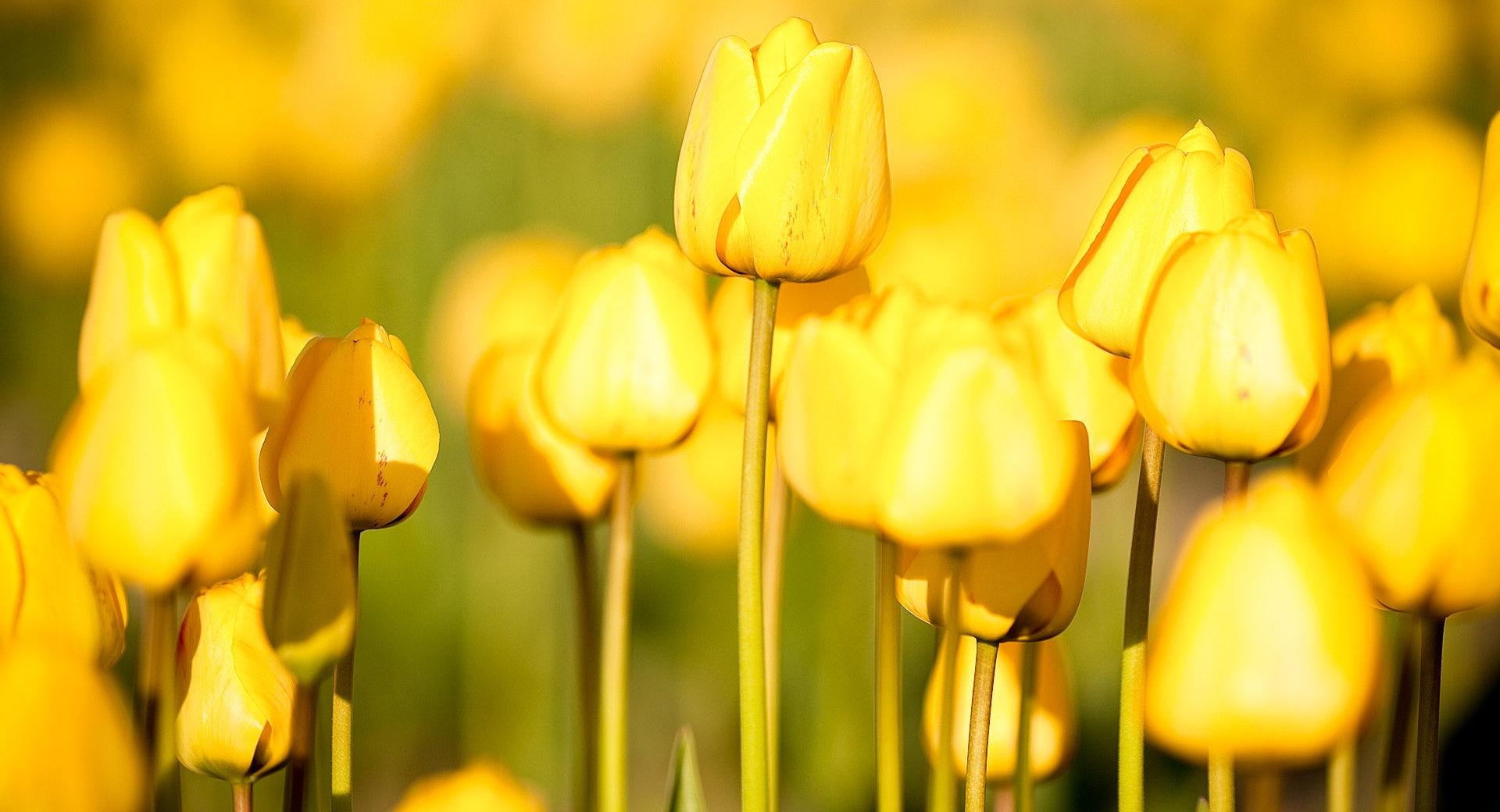 Yellow Tulips at 2048 x 2048 iPad size wallpapers HD quality