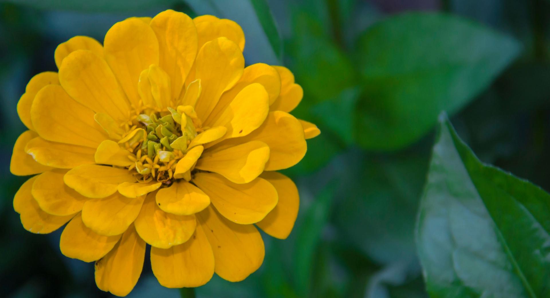 Yellow Zinnia elegans at 1600 x 1200 size wallpapers HD quality