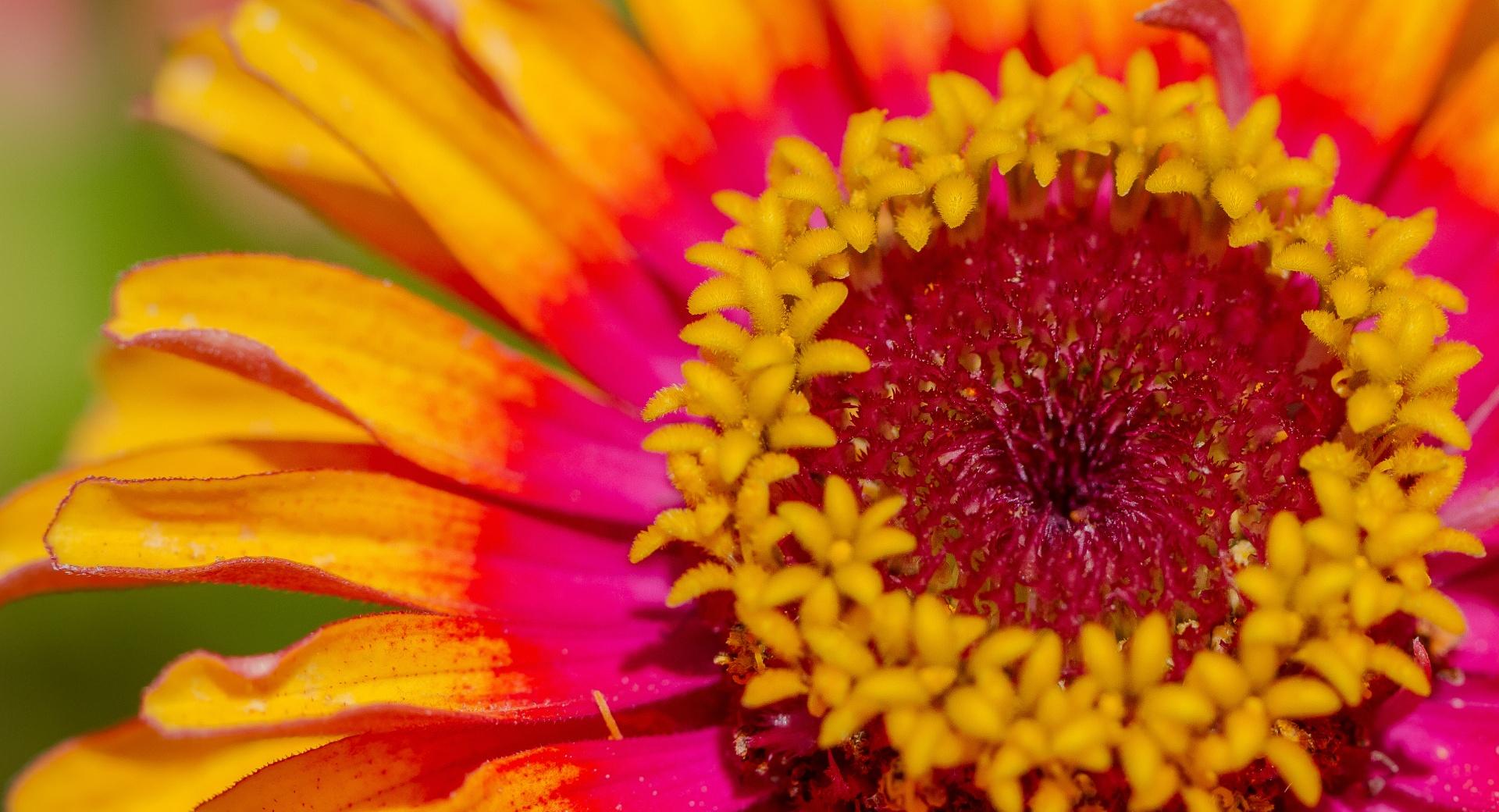 Zinnia Bright Colors at 1600 x 1200 size wallpapers HD quality