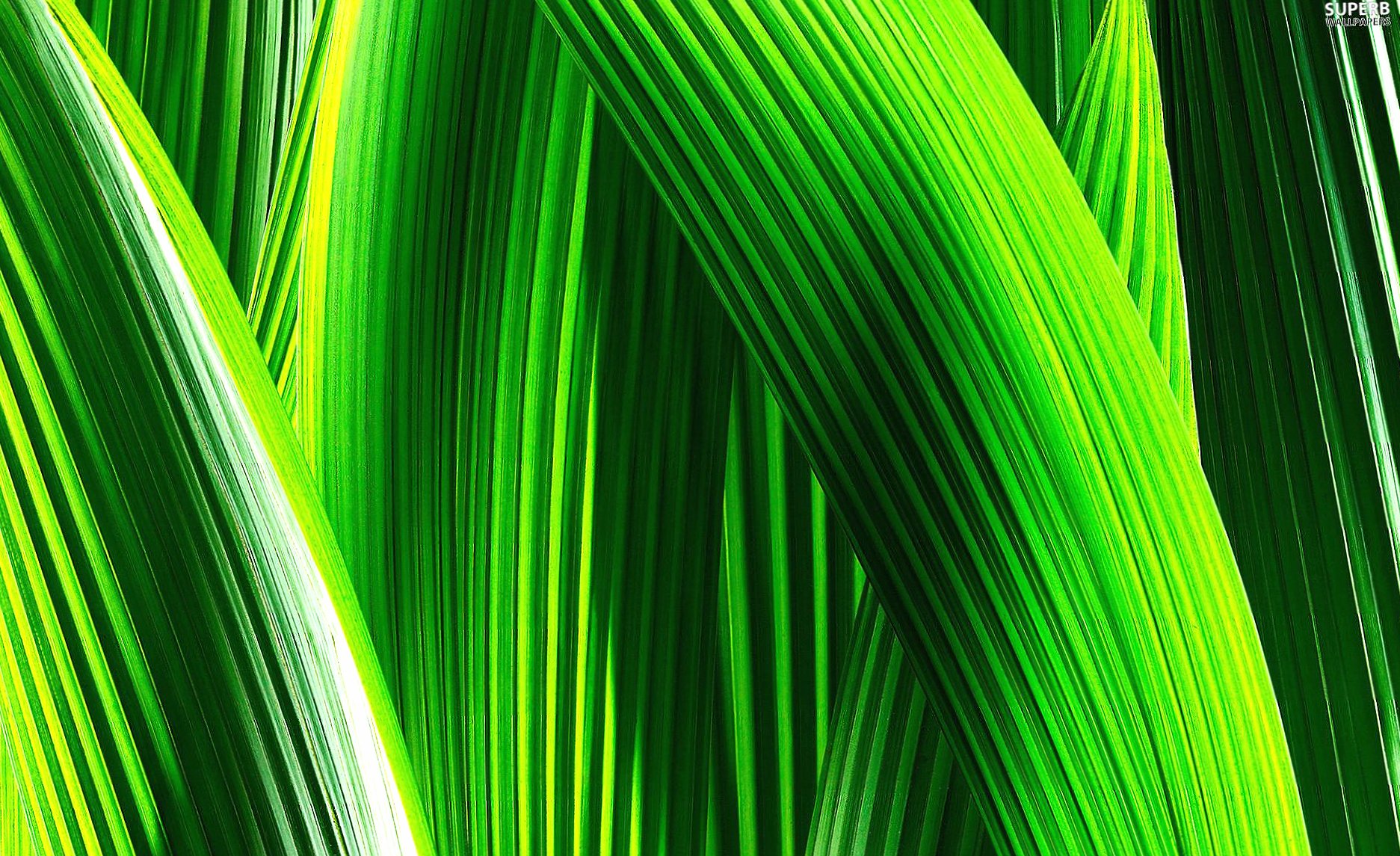 Zoomed grass at 1600 x 1200 size wallpapers HD quality