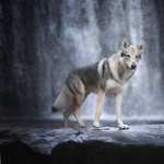 Wolfdog free download