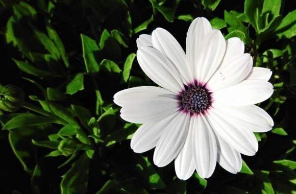 African Daisy wallpapers hd quality