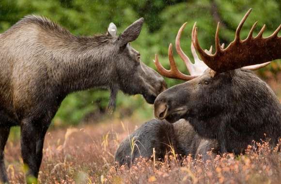 Alaskan Moose Pair