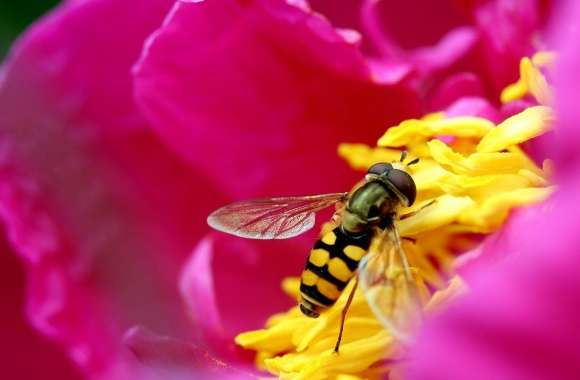 Amazing Macro Insect wallpapers hd quality