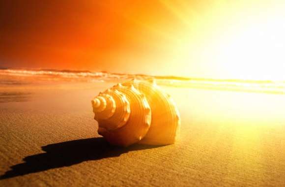 Amazing shell in sunset