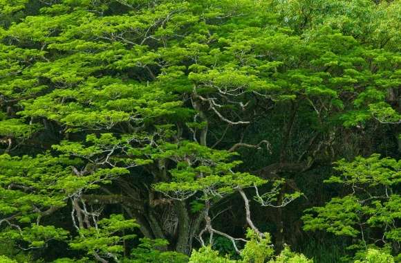 Amazing Trees, Waimea Valley, Hawaii