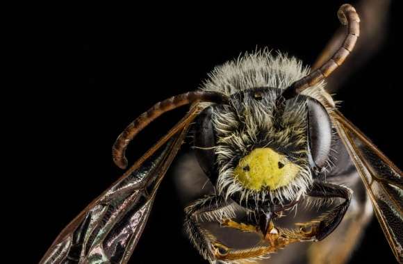 Andrena Banksi Bee Macro wallpapers hd quality