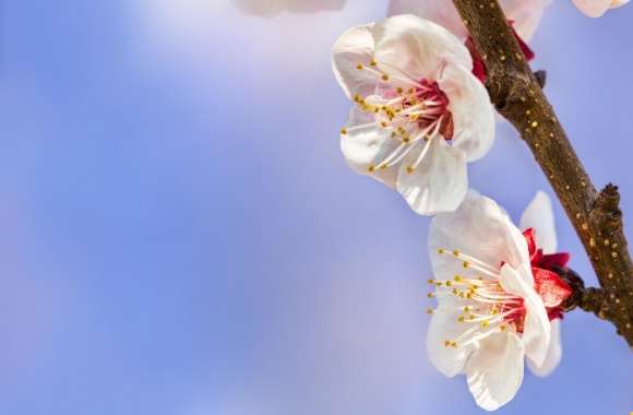 Apricot Flowers wallpapers hd quality