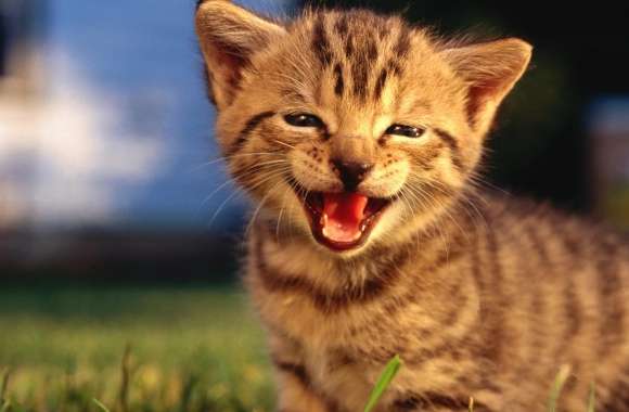 Baby Kitten Crying wallpapers hd quality