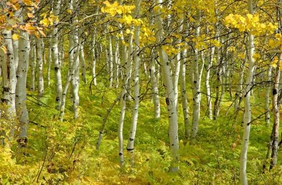 Beautiful Birch Forest