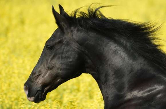 Beautiful Black Horse wallpapers hd quality