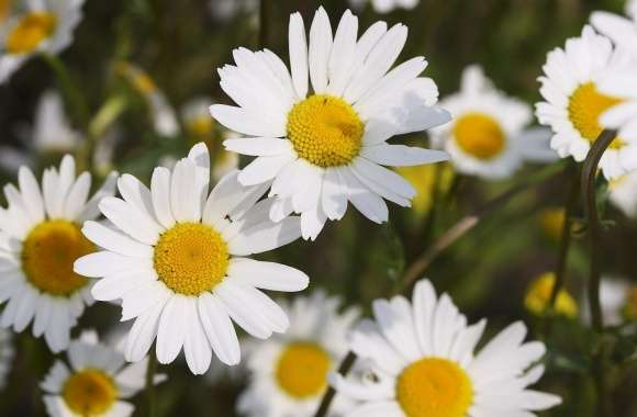 Beautiful Daisies wallpapers hd quality