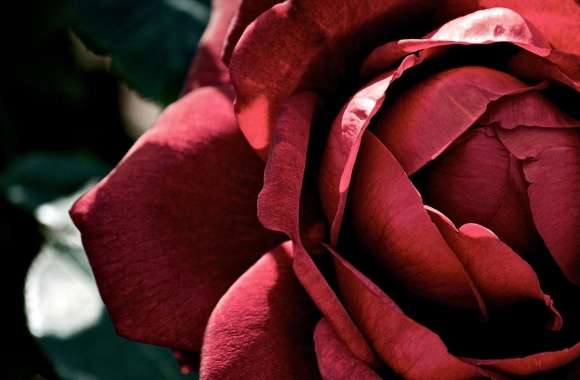 Beautiful Dark Red Rose