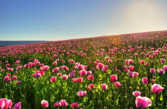 Beautiful Flower Field