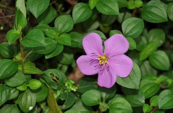 Beautiful Flowers in Sri Lanka