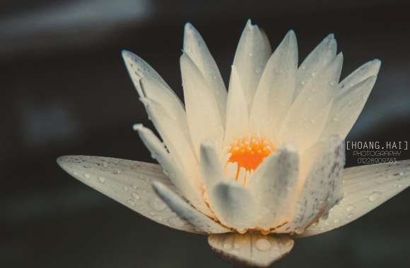 Beautiful in white Lotus
