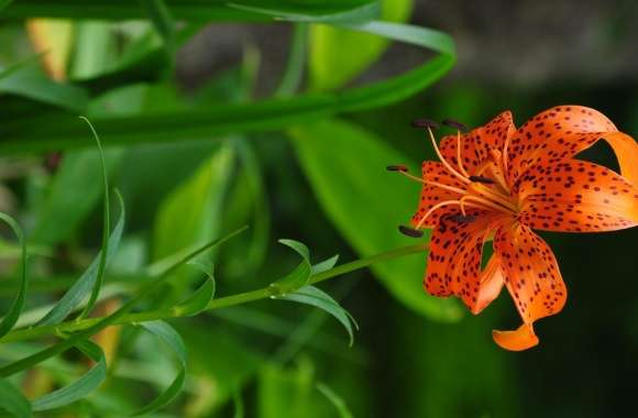 Beautiful Orange Lily