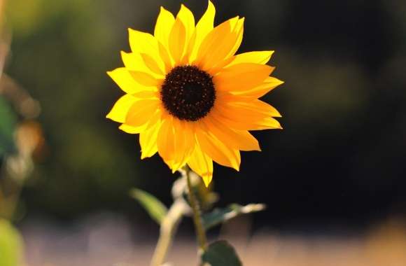 Beautiful Sunflower