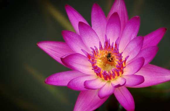 Bee on a Pink Water Lily Flower