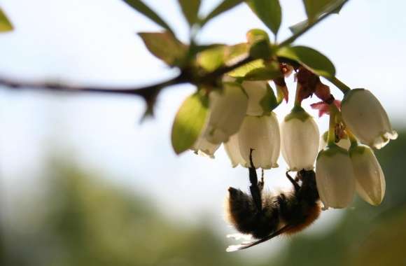 Bee On White Flower, Macro