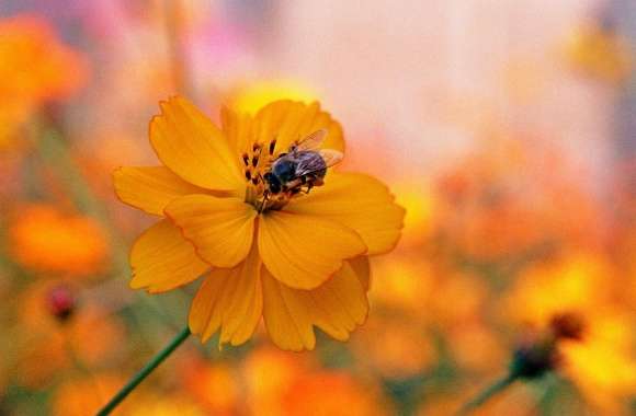 Bee Sitting On A Orange Flower wallpapers hd quality