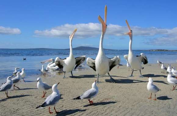 Beggars Pelicans And Seagulls wallpapers hd quality