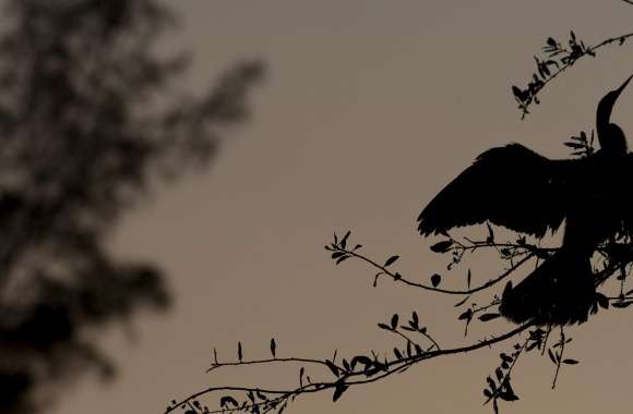 Bird Silhouette On Branch