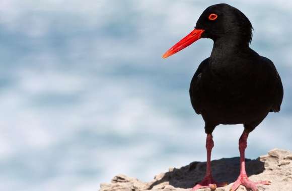 Black Oystercatcher wallpapers hd quality
