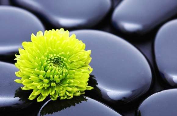 Black stones and yellow flower
