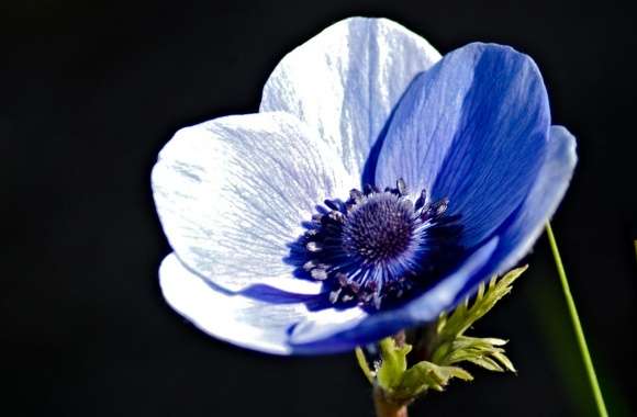 Blue Anemone