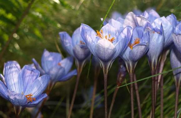 Blue Crocuses wallpapers hd quality