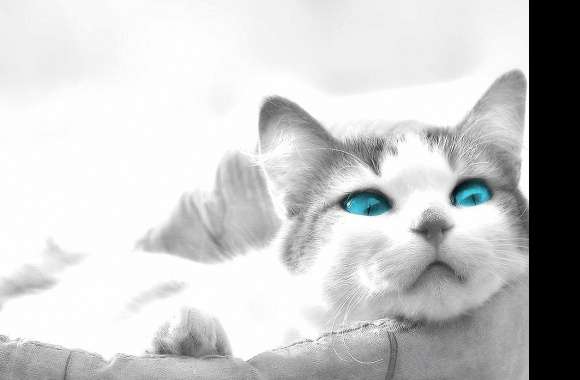 blue eyes cat sleeping wallpapers hd quality