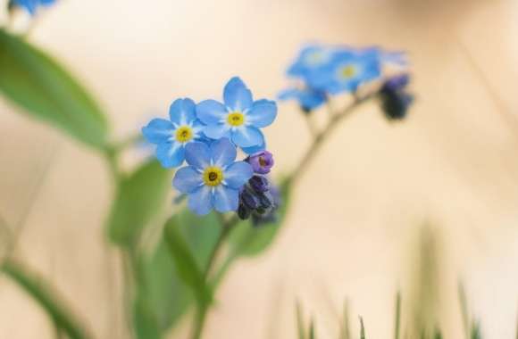 Blue Forget-me-nots Flowers Macro