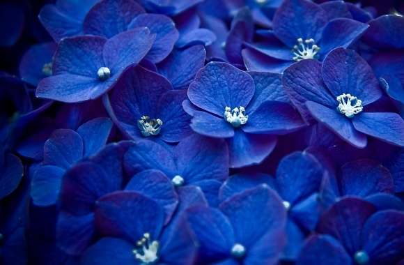 Blue Hortensia wallpapers hd quality