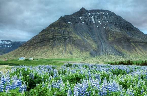 Blue Lupins, Mountain