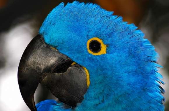 Blue Parrot