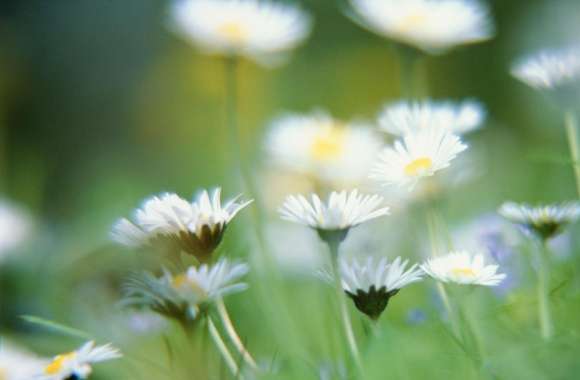 Blurry Daisies