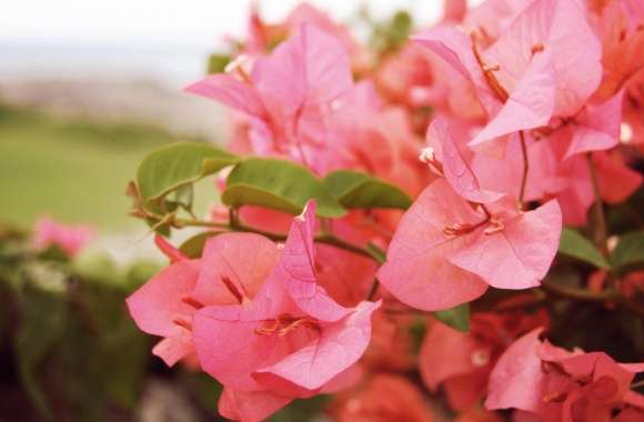 Bougainvilleas In Kapalua wallpapers hd quality